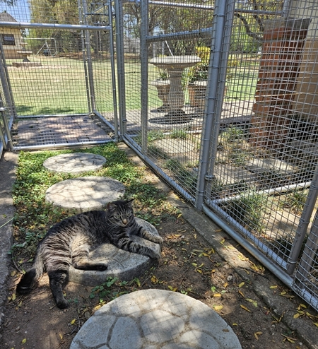 img/cat-on-paving-450x494.jpg