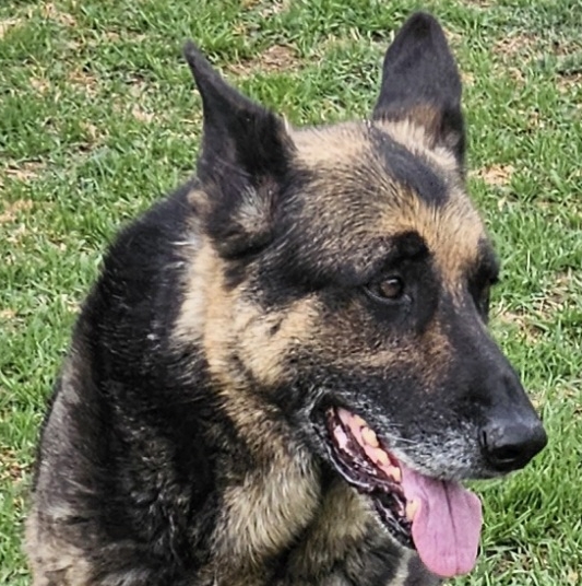 img/dog-sq.jpg
