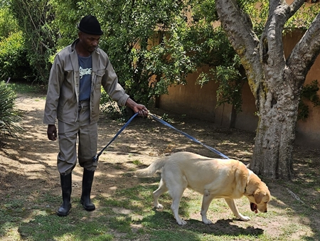 img/lab-on-lead-450x388.jpg